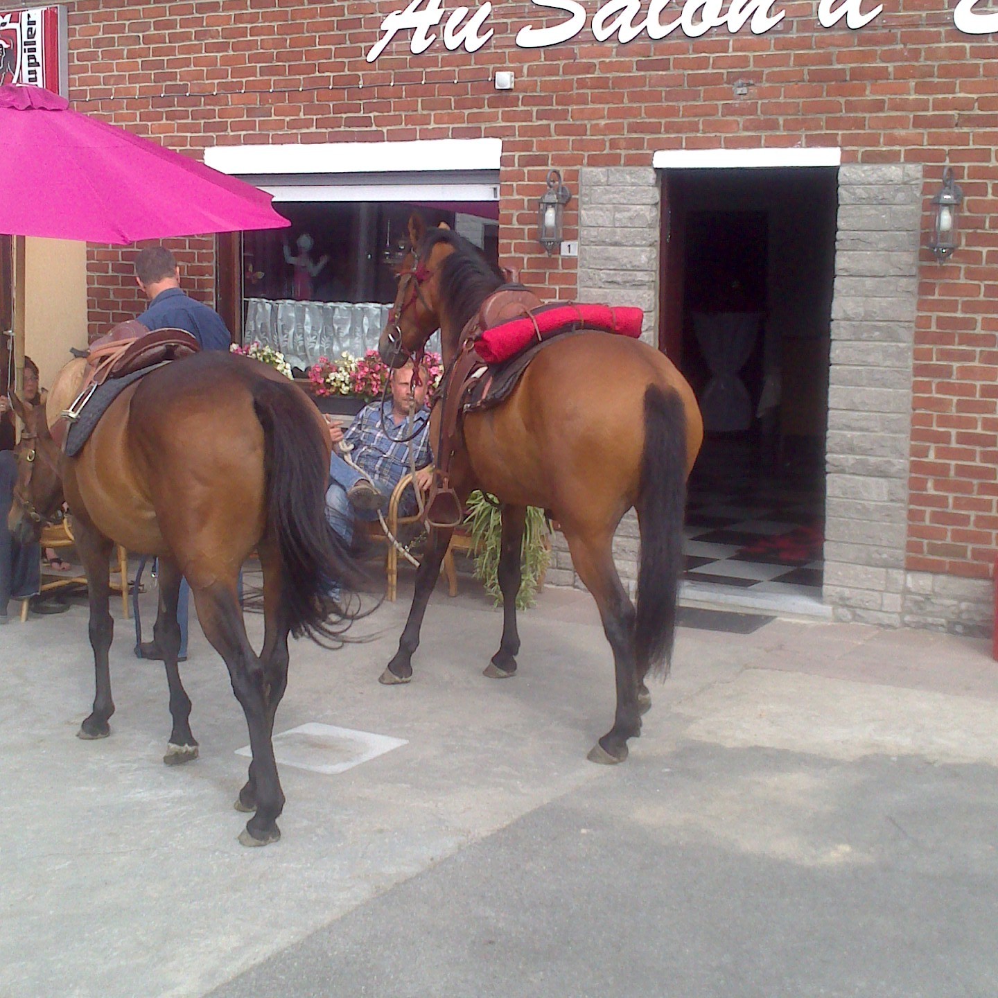 au salon d'eden accueil chevaux