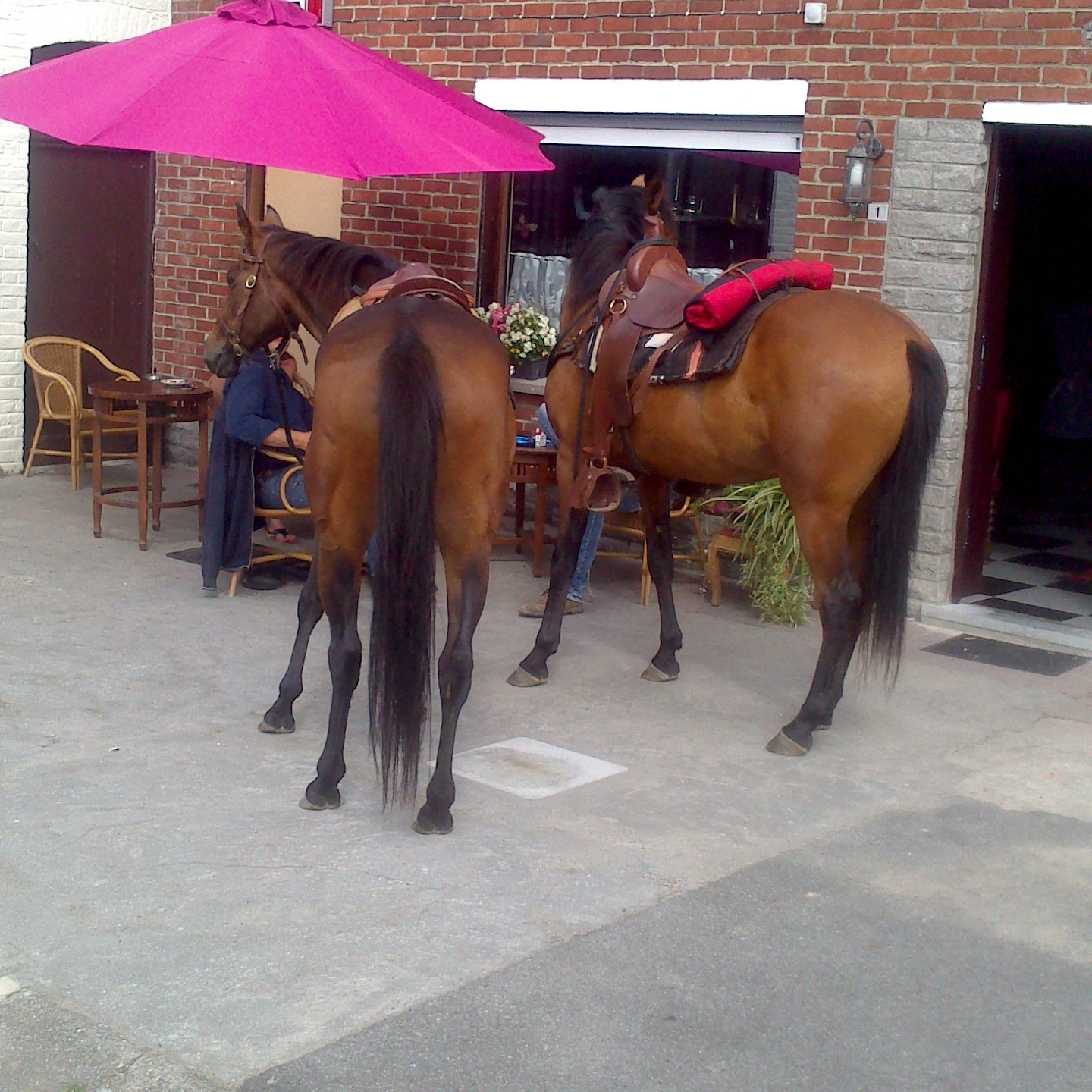 au salon d'eden accueil chevaux